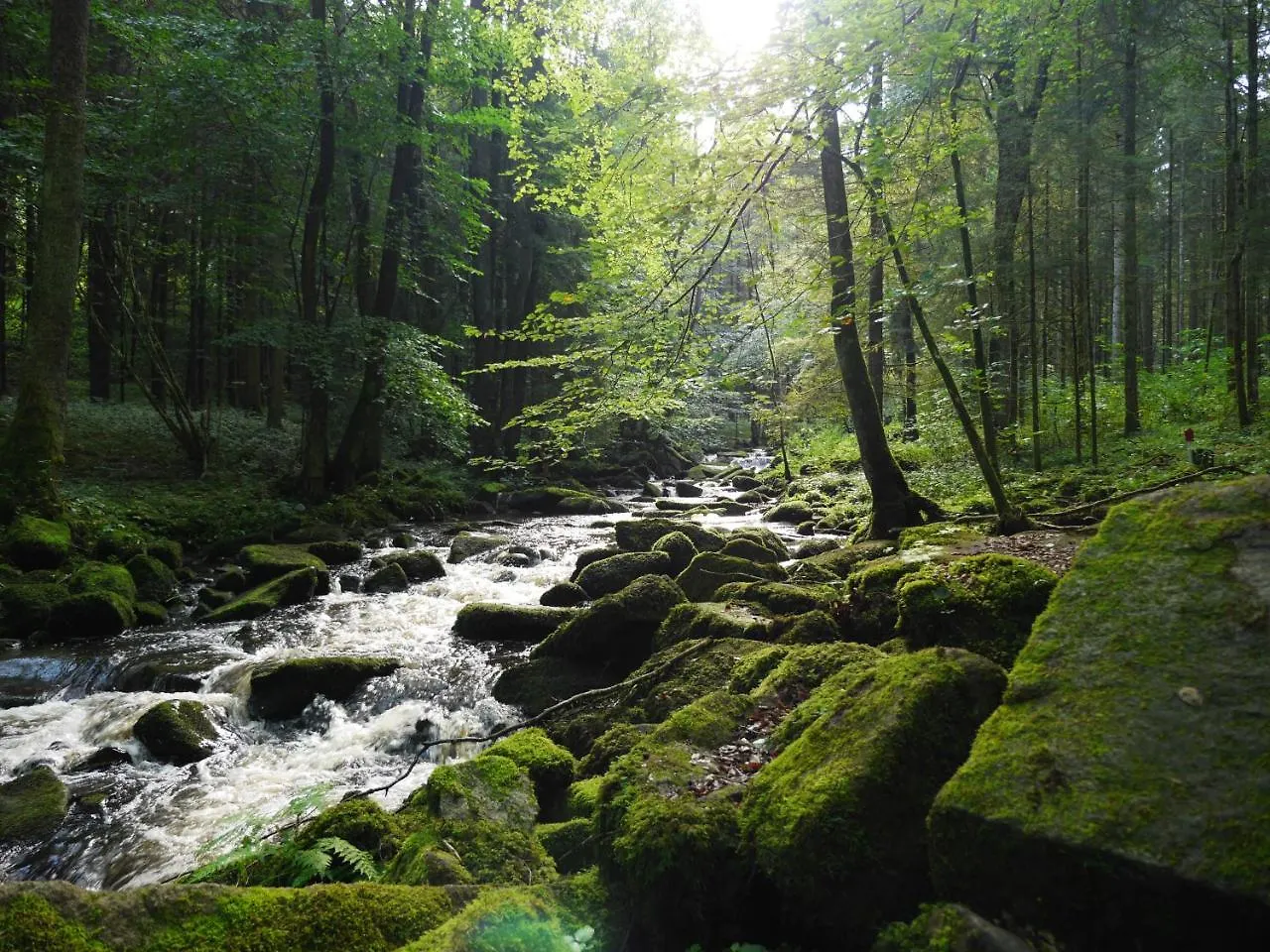 Fewo Kedo Neukirchen vorm Wald 0*,  Germany