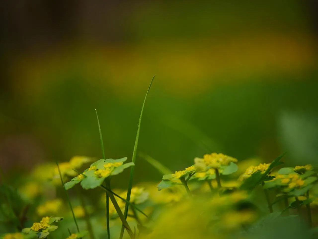 Fewo Kedo Neukirchen vorm Wald