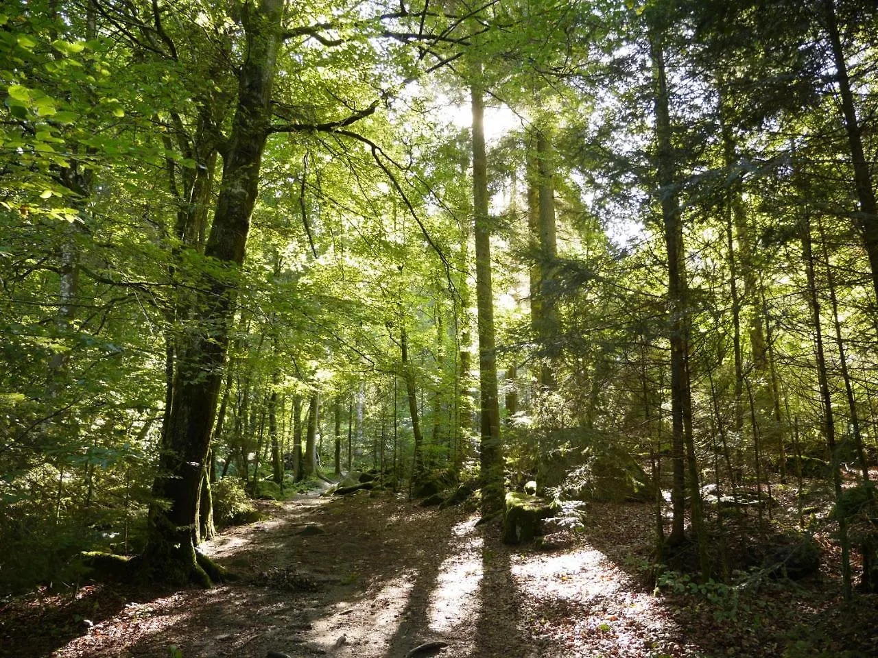 Fewo Kedo Neukirchen vorm Wald